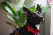 emily a therapy dog with a red collar standing in front of a plant