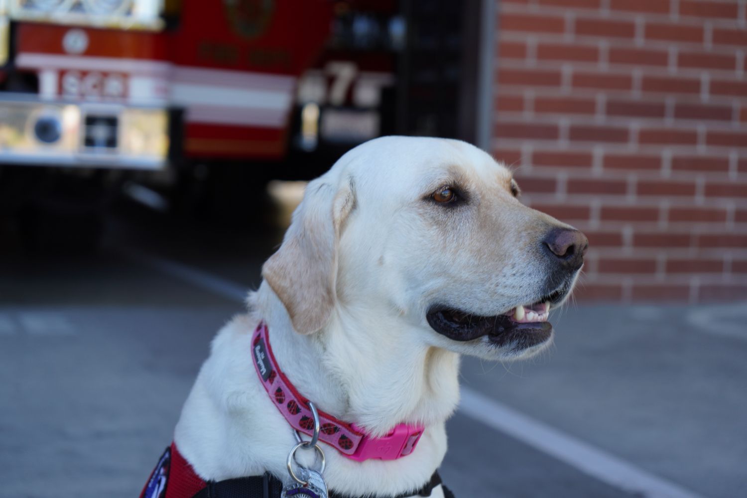 photo of peer support canine officer ember