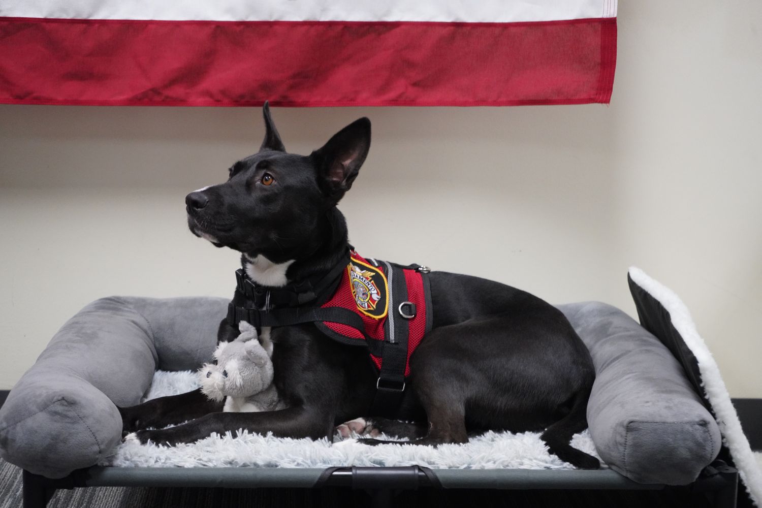 photo of peer support canine officer emily