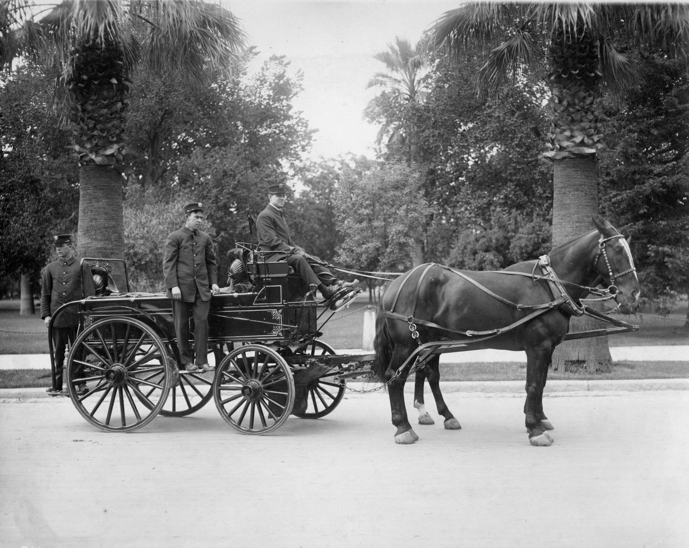 black and white photo of horse and carriage with palm trees in the background 