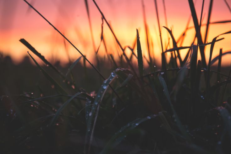 sunset, frost on plants