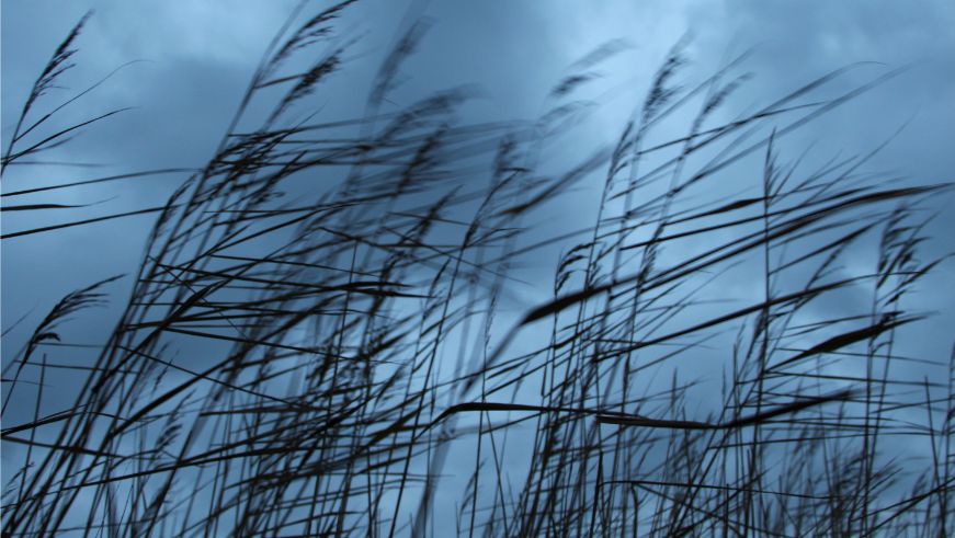 plants blowing in the wind, grey skys