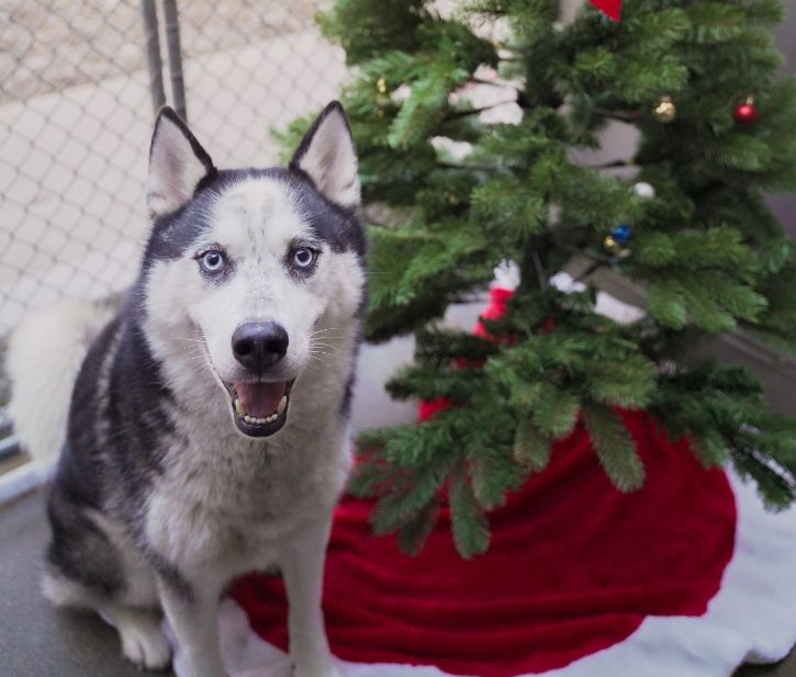 Shelter dog, Holiday tree