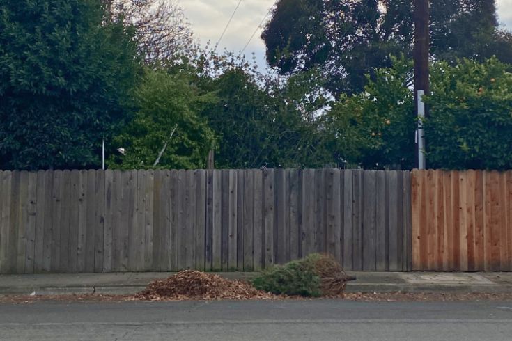 Holiday tree on curb, fence, trees