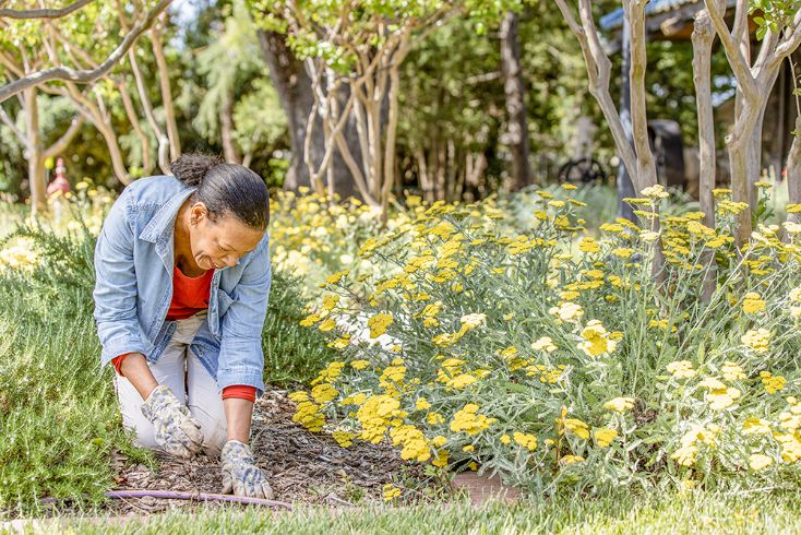 Person gardening, kneeling down in grass, yellow flowers