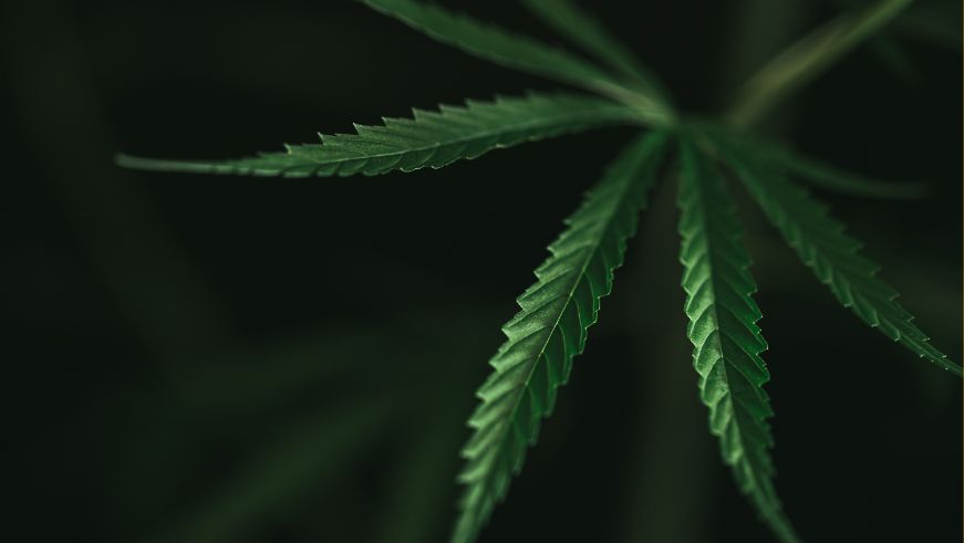 cannabis leaf