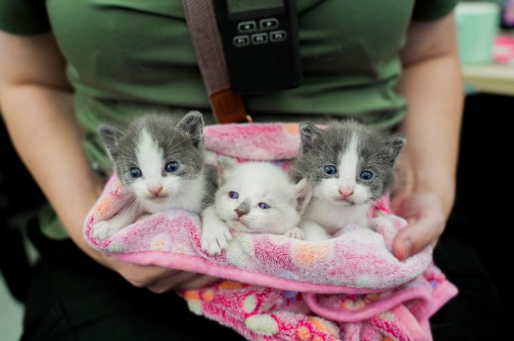 three kittens being held in a blanket