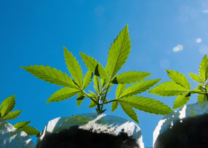 Cannabis leaf, blue sky