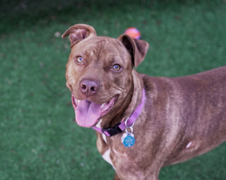 tan dog looking at camera with tongue out