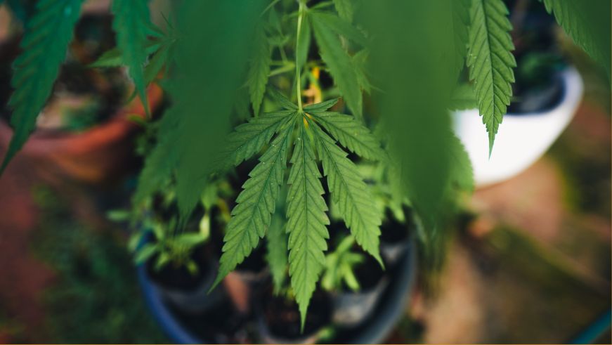 Cannabis leaf