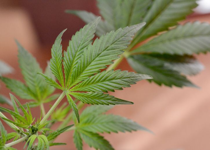 Cannabis leaf