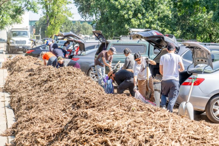 People gathering mulch into bags, cars with trunks open
