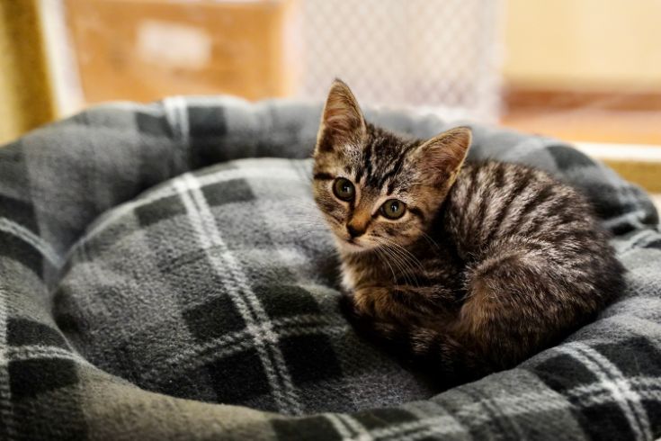 Kitten looking at camera, laying on a cushion