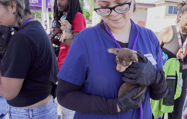 Vet holding small dog