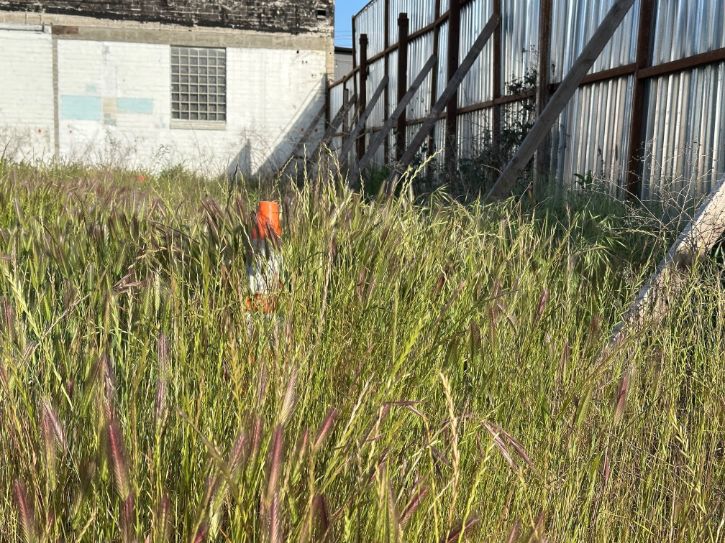 Overgrown weeds