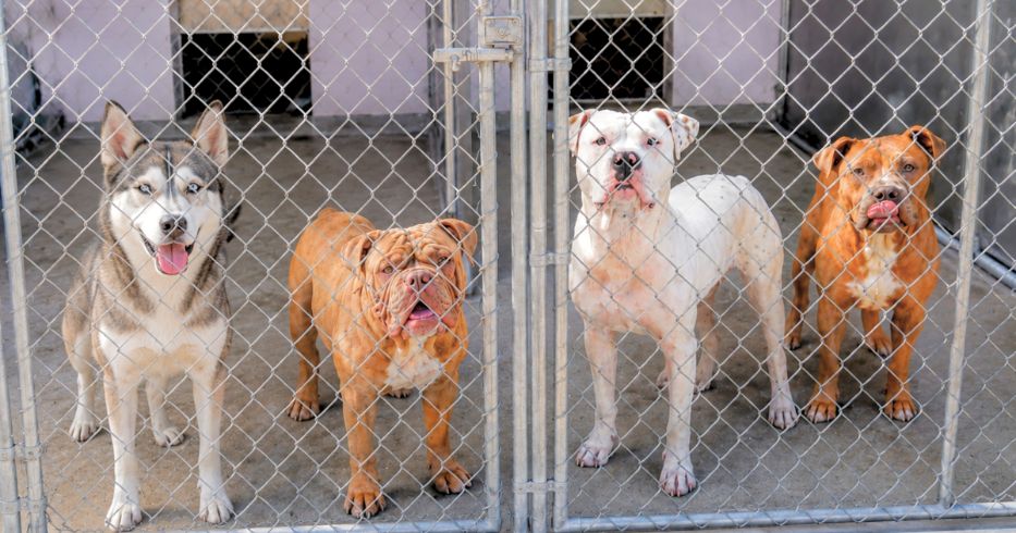 four large dogs in a kennel