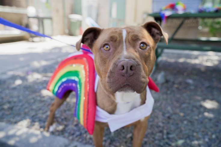 Large dog wearing rainbow costume