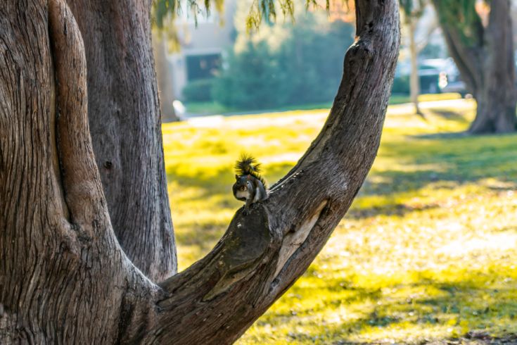 Squirrel in tree