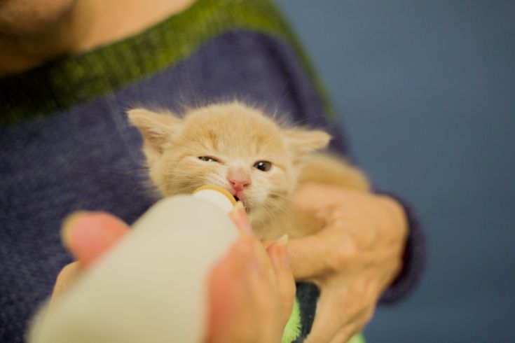 Kitten being bottle fed.