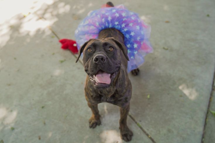 dog wearing a fourth of july skirt