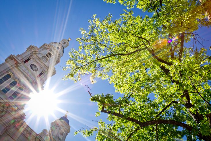 tree, sunburst, city hall