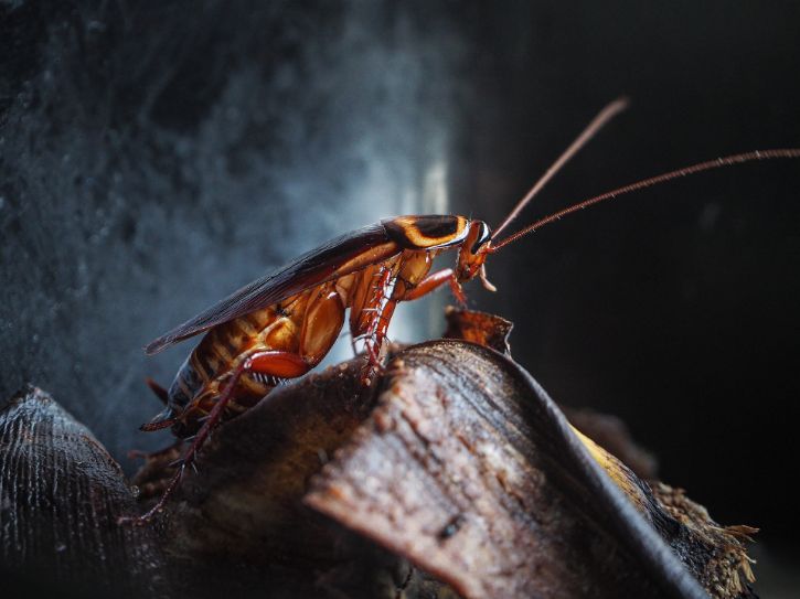 cockroach