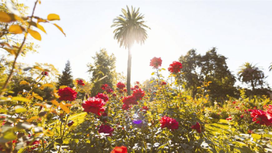 Rose garden 