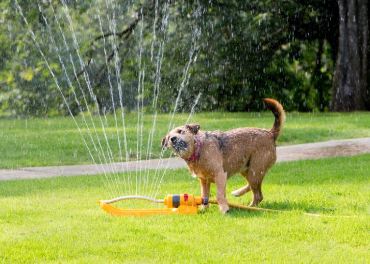 Dog playing in sprinklers
