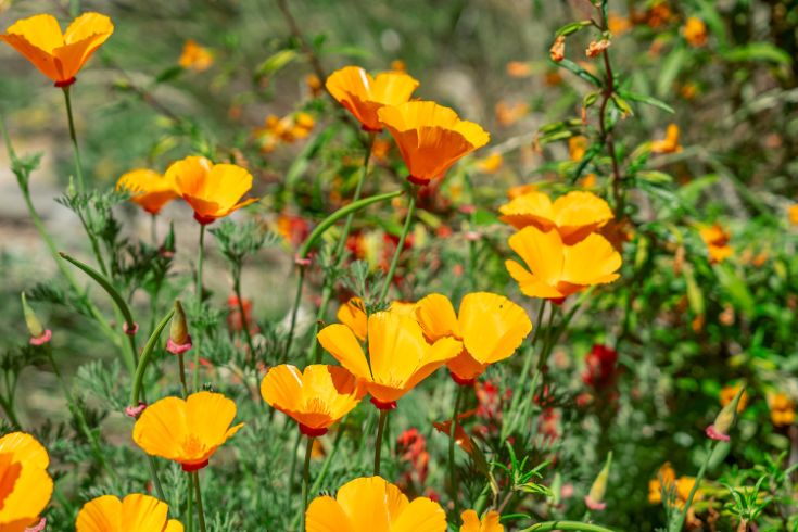 Poppies in field