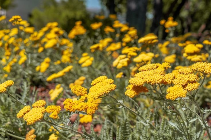 Yellow flowers