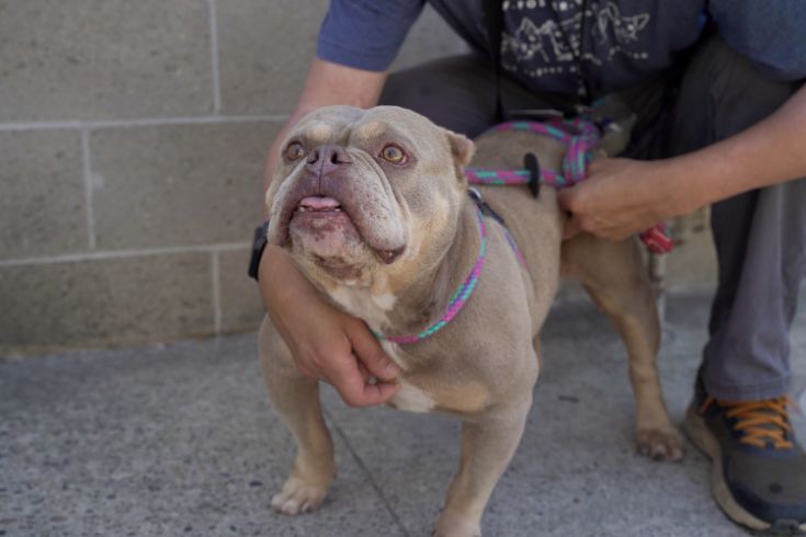 Bulldog