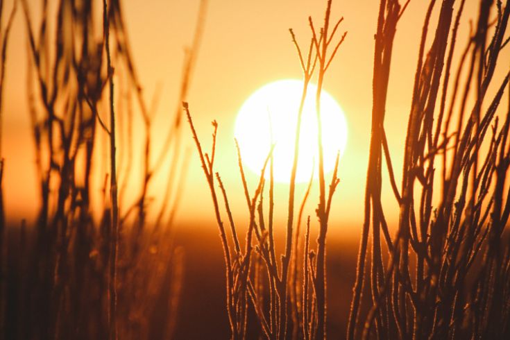 Sun, plants