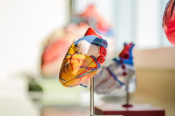 Plastic heart with arteries, veins, and atrium on display with similar hearths in the background.