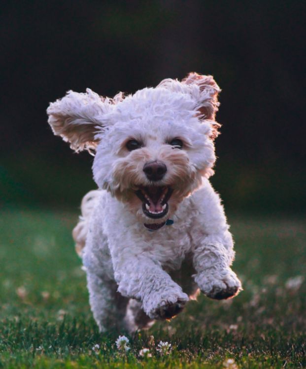 white puppy running in grass with its tongue out