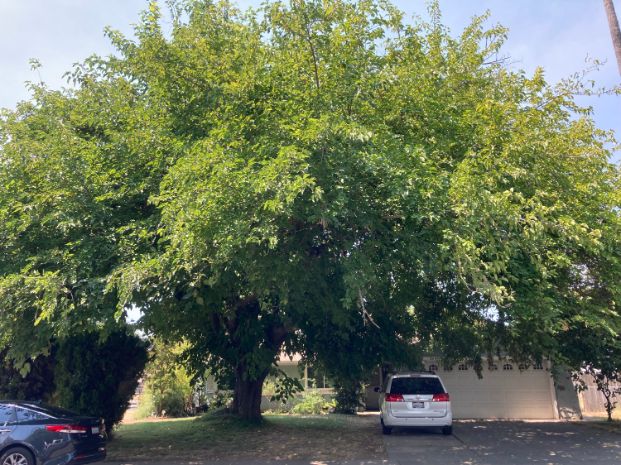 2649 Dorine Way