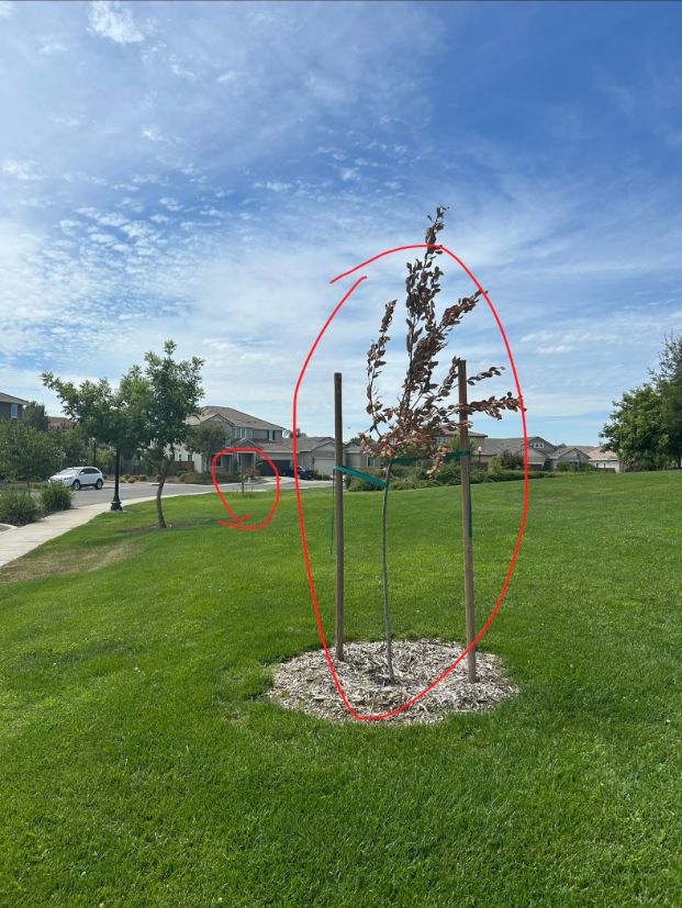 150 Lentini Way (Swainson's Hawk Park)