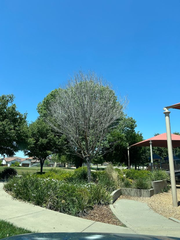 150 Lentini Way - Swainsons Hawk Park