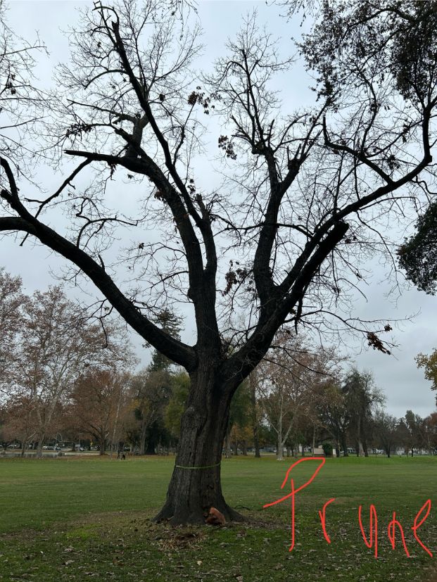 1501 Sutterville Rd.