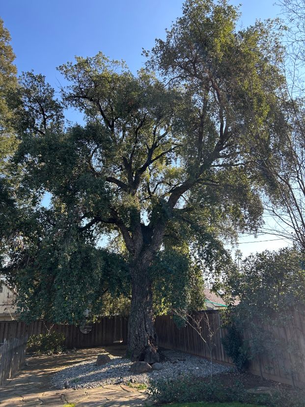 179 37th St (Backyard)