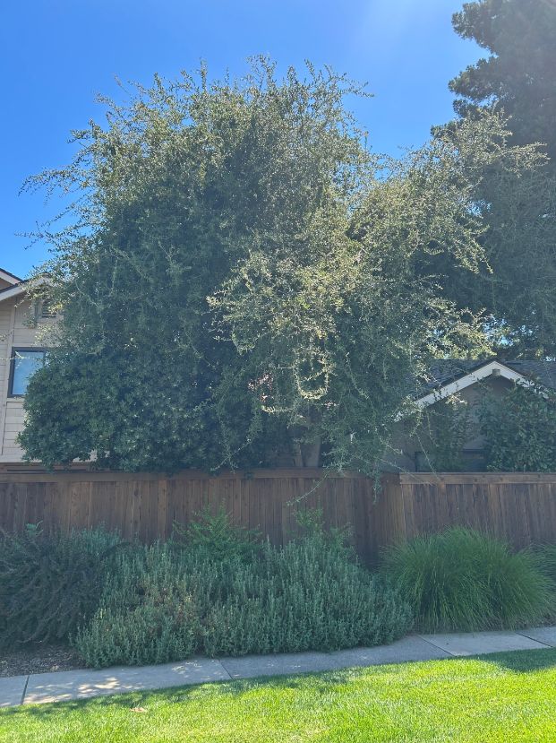 1928 University Park Dr. (Backyard)