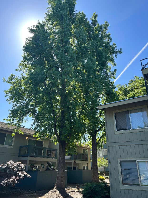 2366 American River Dr.