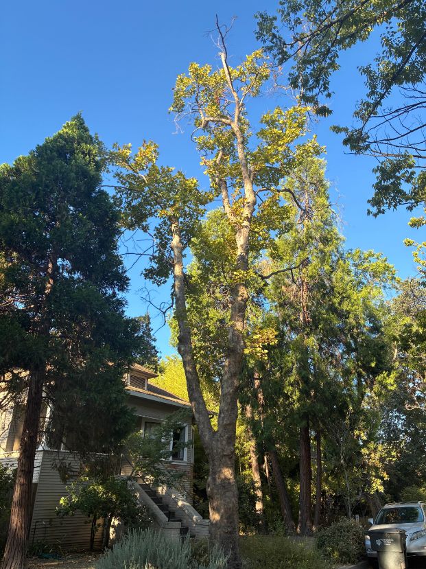 2444 Portola Way