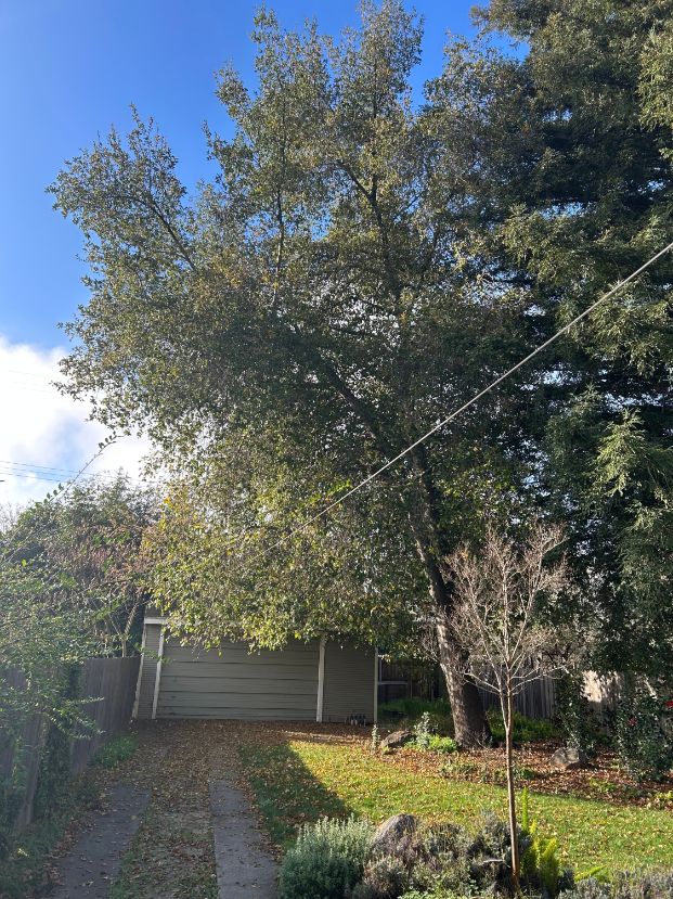 2746 Marshall Way (Backyard)