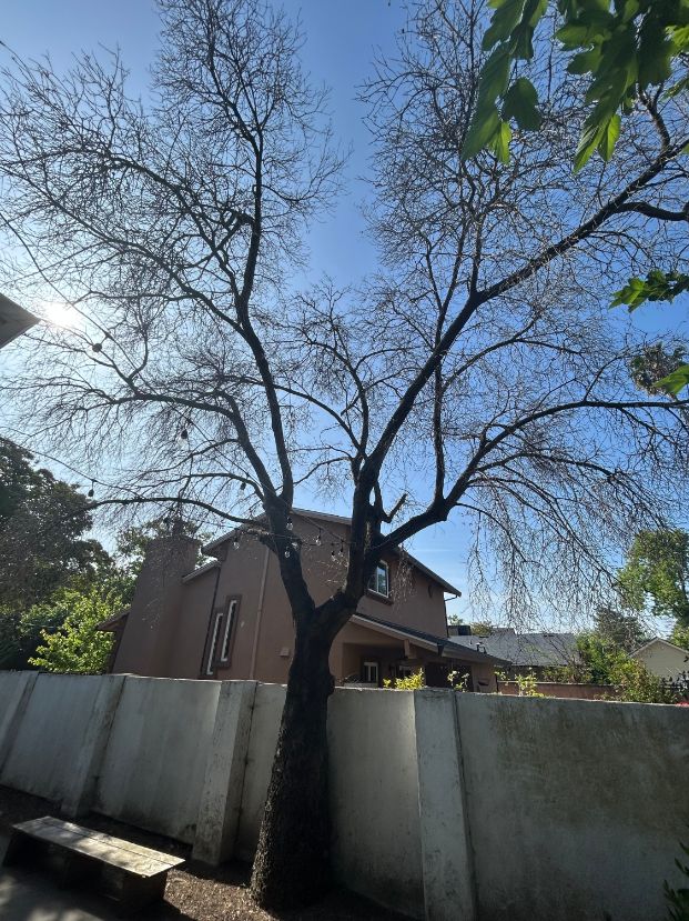 2768 43rd St. (Backyard)
