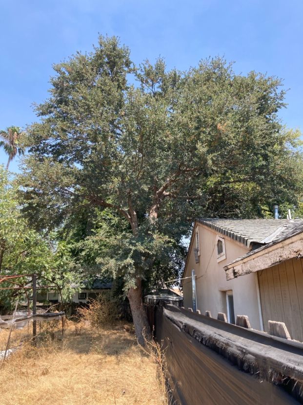 2770 Forest Street (Backyard)