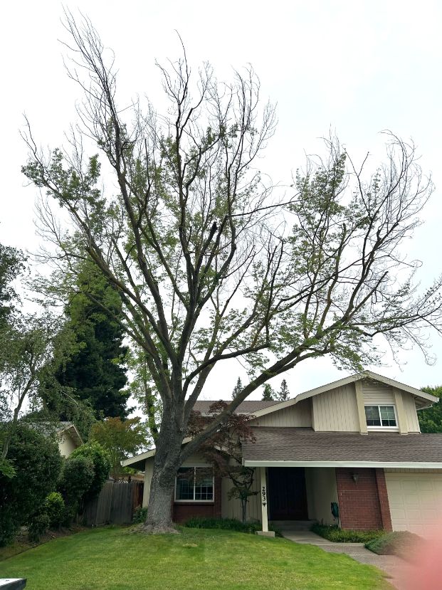 293 Rivertree Way