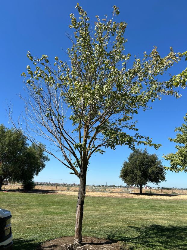 3031 Guadalajara Way - Peregrine Park