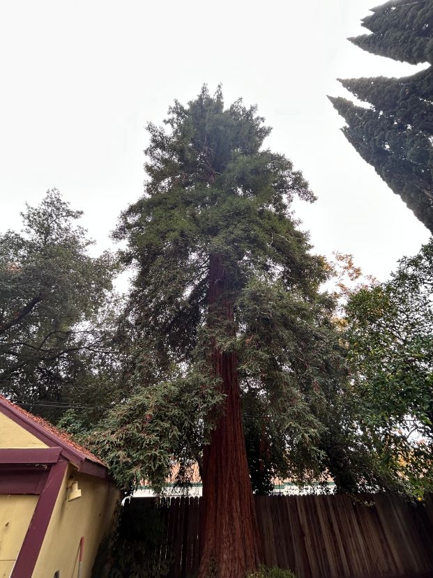 3237 Cutter Way (Backyard)