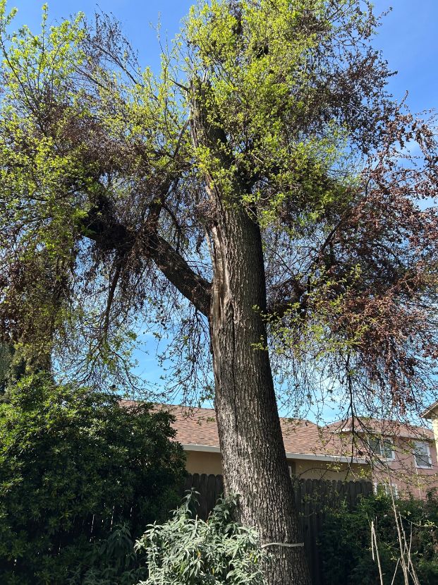 3248 9th Ave. (backyard)