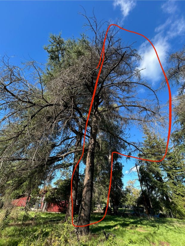 3346 Albany Way (Backyard)